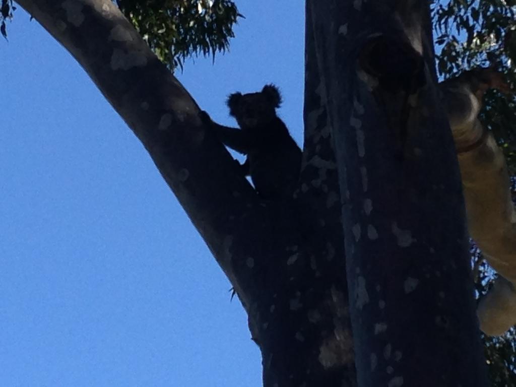 Mallacoota'S Shady Gully Caravan Park Exteriör bild