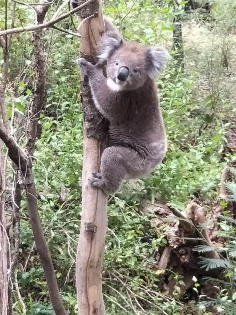 Mallacoota'S Shady Gully Caravan Park Exteriör bild