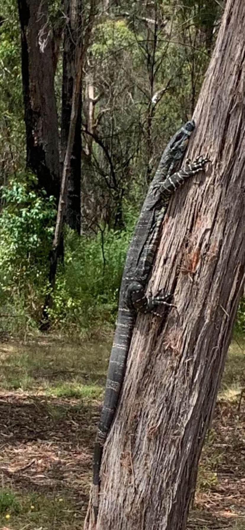 Mallacoota'S Shady Gully Caravan Park Exteriör bild