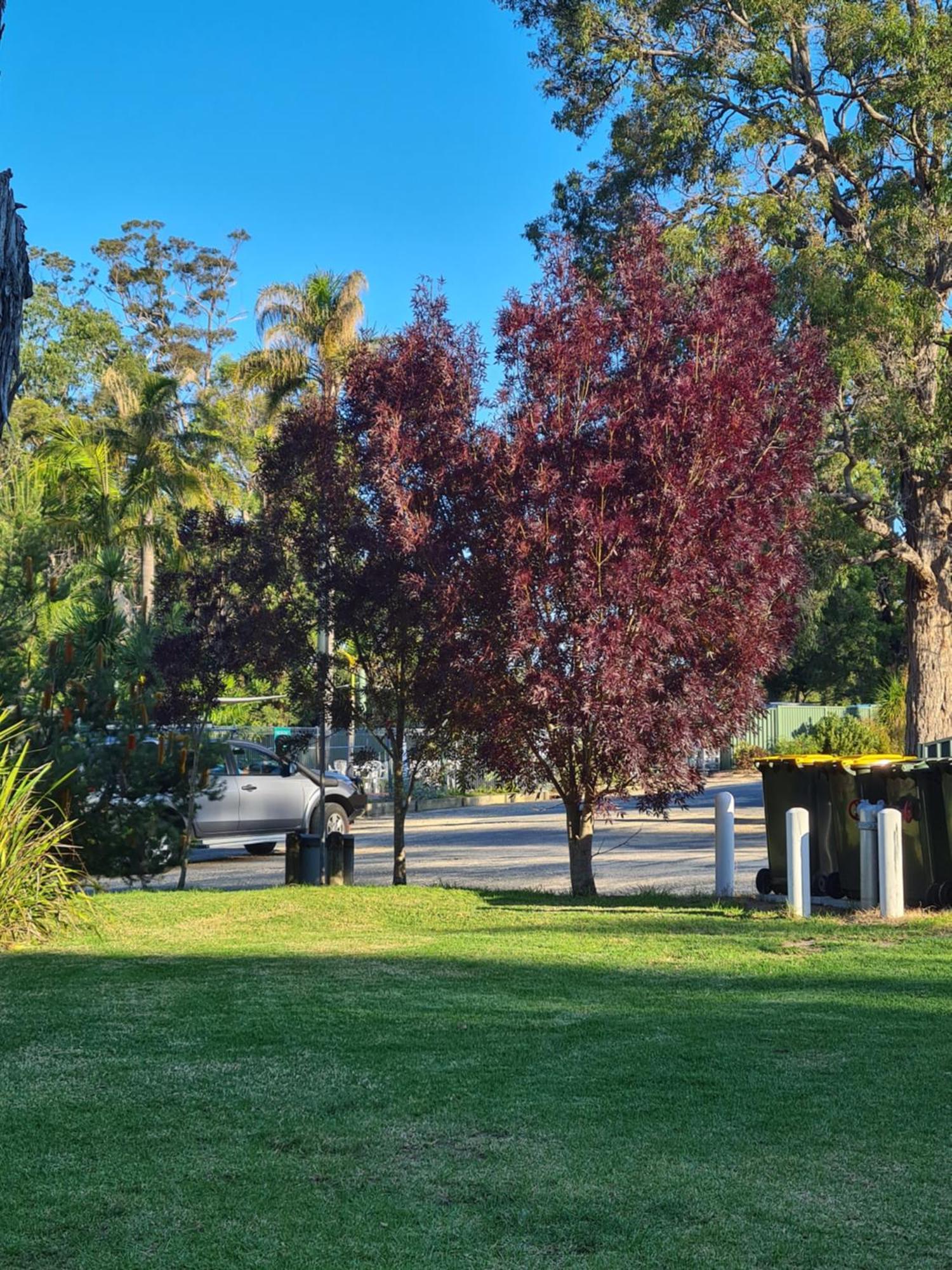 Mallacoota'S Shady Gully Caravan Park Exteriör bild