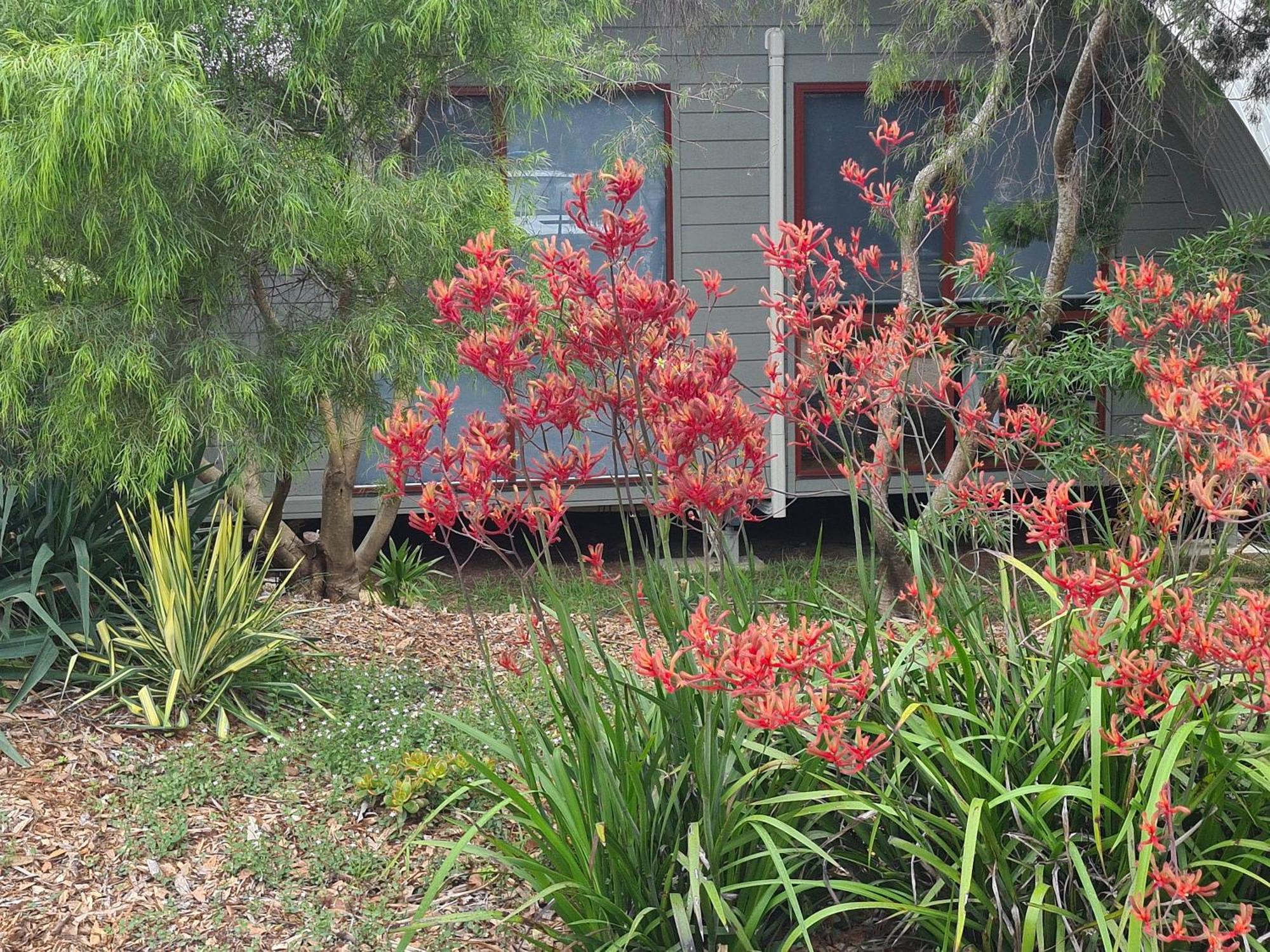 Mallacoota'S Shady Gully Caravan Park Exteriör bild
