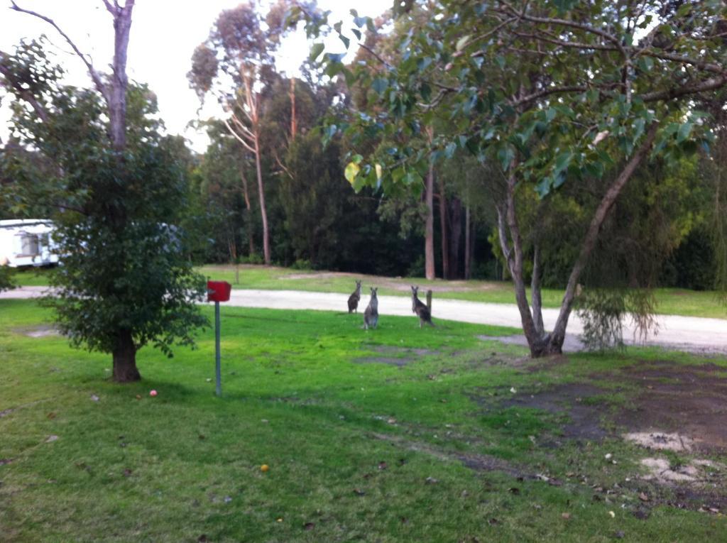 Mallacoota'S Shady Gully Caravan Park Exteriör bild