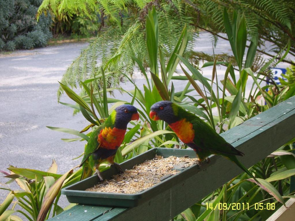 Mallacoota'S Shady Gully Caravan Park Exteriör bild